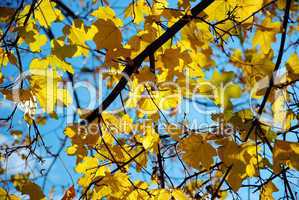maple leaves iin fall