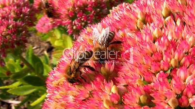 Bienen auf Kalanchoe