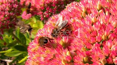 Bienen auf Kalanchoe