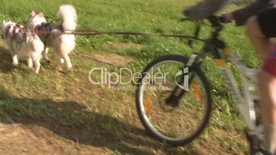 Schlittenhunderennen  mit Fahrrad
