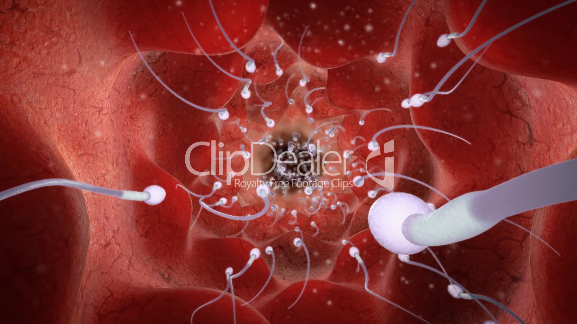 Sperma Flut Sperma Flut