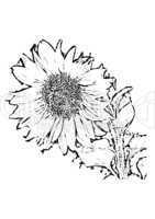 Sonnenblume als schwarz weiß Zeichnung