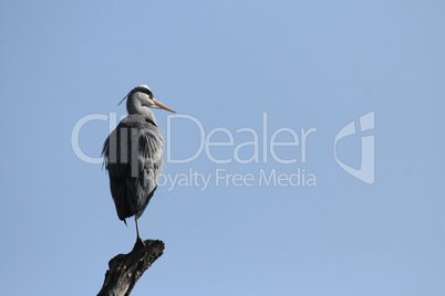 Graureiher (Ardea cinerea)