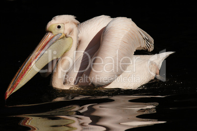 Rosapelikan (Pelecanus onocrotalus)