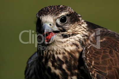 Sakerfalke (Falco cherrug)