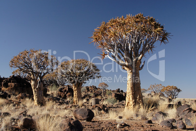Köcherbäume (Aloe dichotoma)