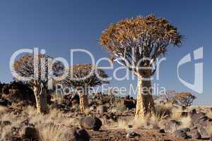 Köcherbäume (Aloe dichotoma)
