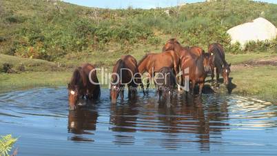 Wild horses drinking in pond