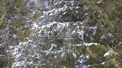 Tannenbaum mit Schnee