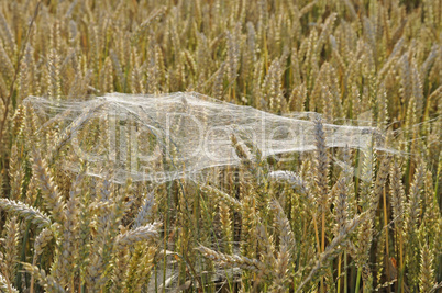 Spinnennetz im Getreidefeld