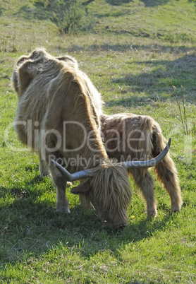 Schottisches Hochlandrind mit Kalb