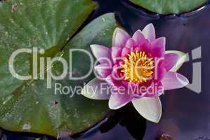 Water Lily in a pond