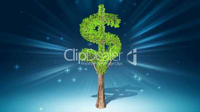 Growing dollar tree
