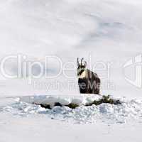 Gämse im Schnee in freier Wildbahn