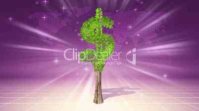 Growing dollar tree