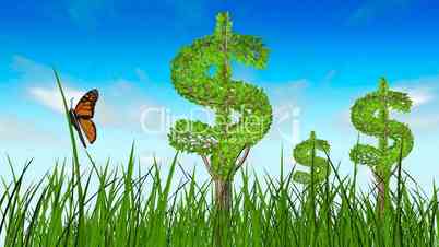 Growing dollar trees in the grass
