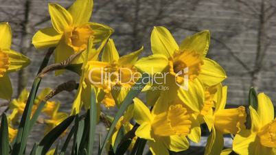 Pretty Yellow Daffodils