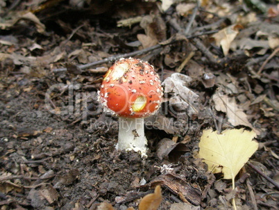 Fly-agaric mushroom