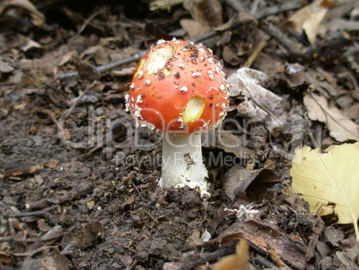 Fly-agaric mushroom