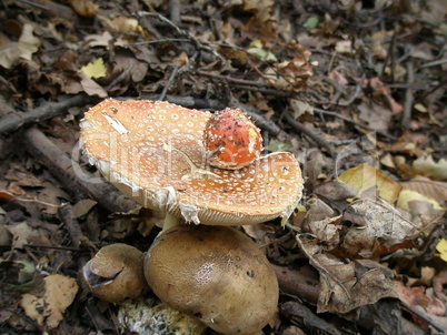 Fly-agaric mushroom