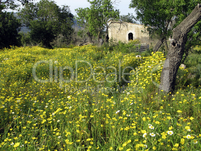 Frühling auf Mallorca