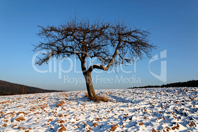 Apfelbaum im Winter