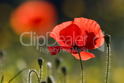 Leuchtender Mohn