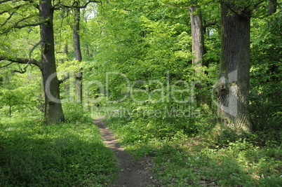 Waldweg