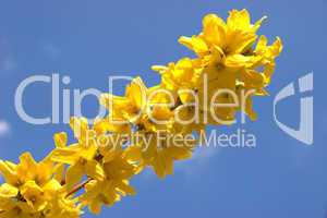 Forsythien