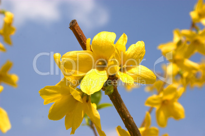 Forsythien