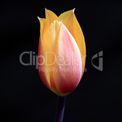 Tulpe vor dunklem Hintergrund