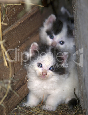 Katzenbabys