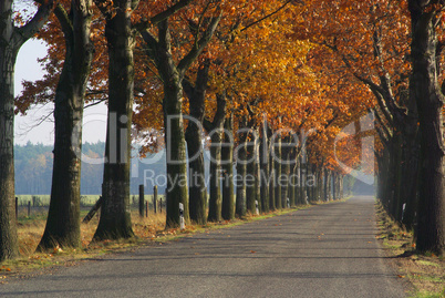 Allee im Herbst - avenue in fall 01