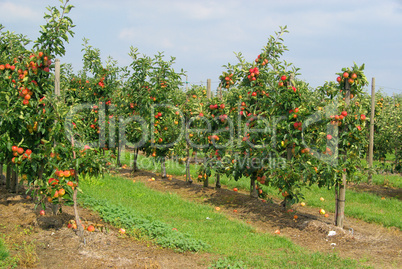 Apfel am Baum - apple on tree 85