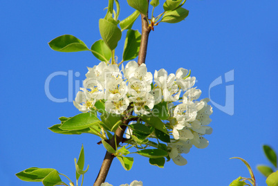 Birnbaumblüte - flowering of pear tree 30
