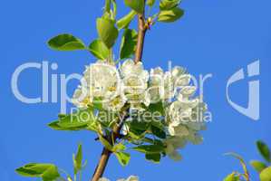 Birnbaumblüte - flowering of pear tree 30