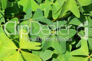 Glücksklee - four leafed clover 17