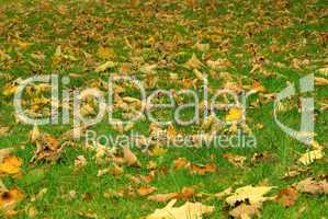 Herbstlaub auf Wiese - fall foliage on meadow 02