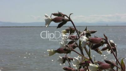 Pretty White Flowers By The Sea