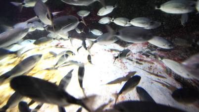 Aquarium