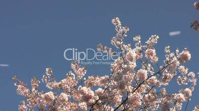 Blossom Snowflakes Fly Off Cherry Tree