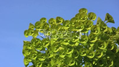 Pretty Green Flower Buds