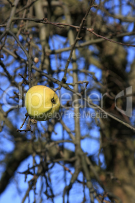 Der letzte Apfel am Baum