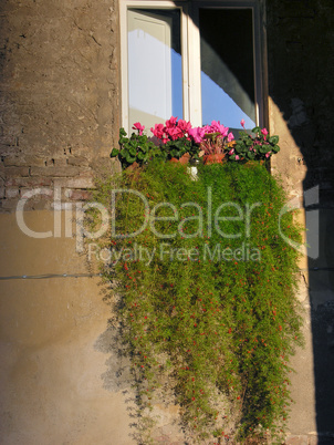 Flowers at the Window,Siena, Tuscany, Italy