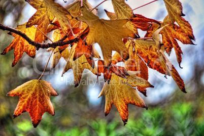 Leaves, Fall in Tuscany
