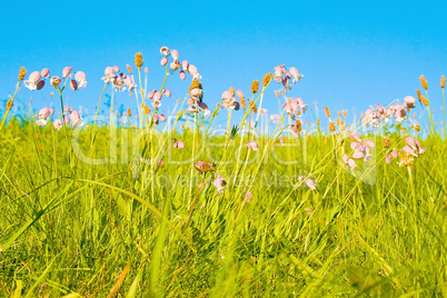 Eine Idyllische Wiese im Sommer