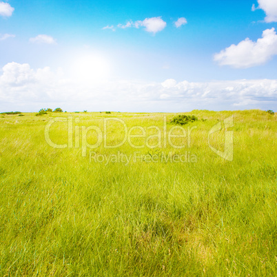 Eine Idyllische Wiese im Sommer