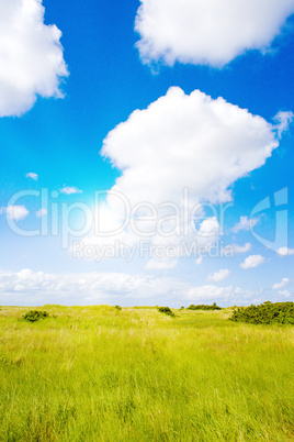 Eine Idyllische Wiese im Sommer