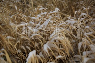 Snow Grass