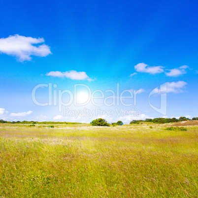 Eine Idyllische Wiese im Sommer